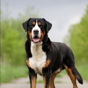 Meet your Posher, Cameron